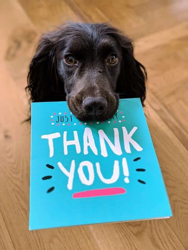 12 Expressions To Say Thank You In Spanish Tell Me In Spanish 2023 12 Expressions To Say Thank You In Spanish Tell Me In Spanish 2023