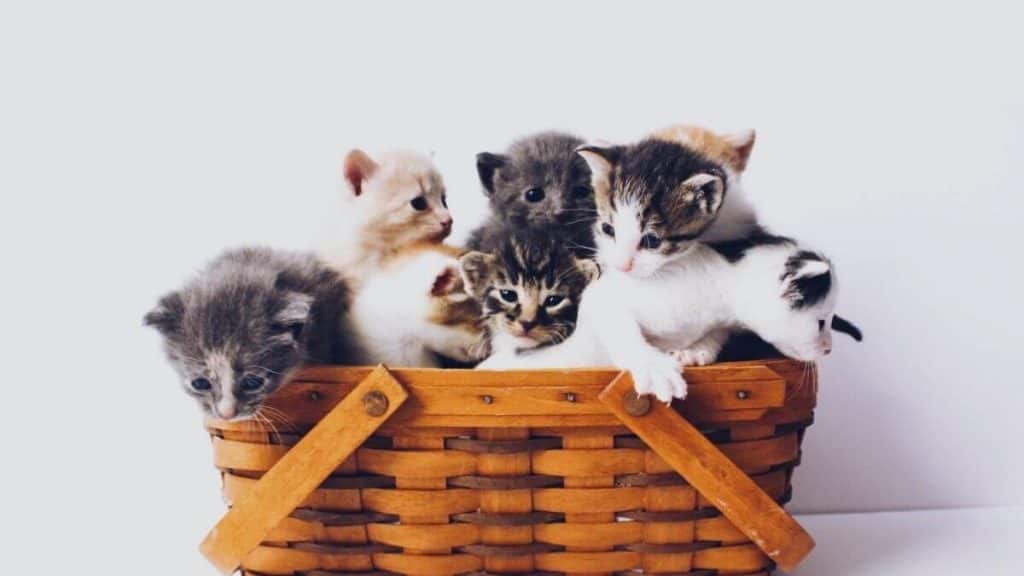 7 Ways To Say Cat In Spanish Tell Me In Spanish