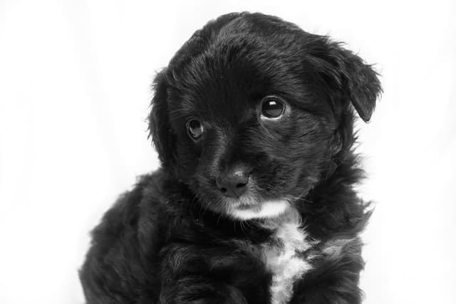 cachorro negro de pelo corto