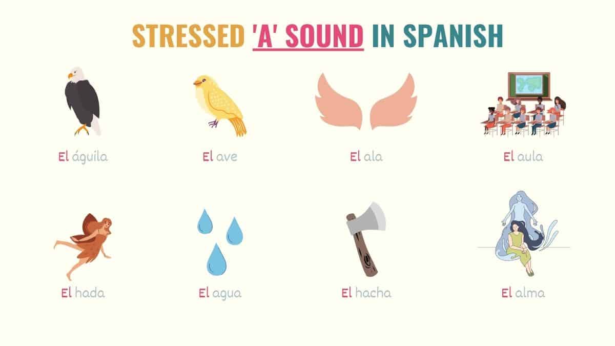 graphic with examples of Spanish words with stressed a sound