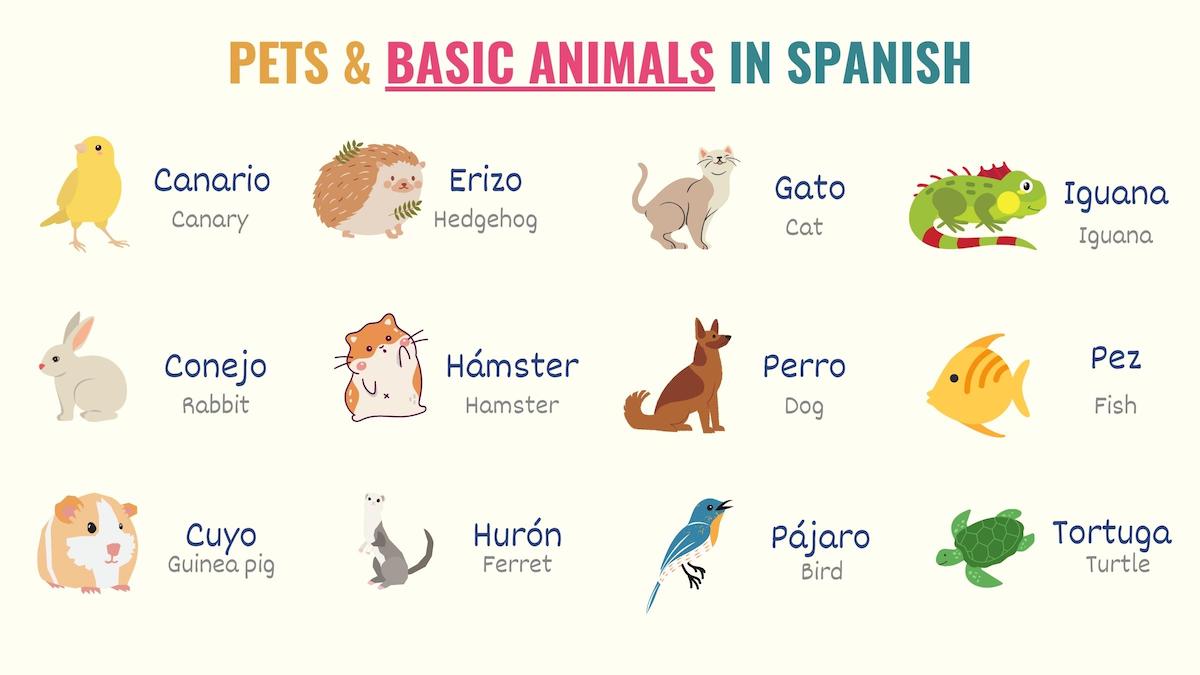 graphic showing basic animals in spanish
