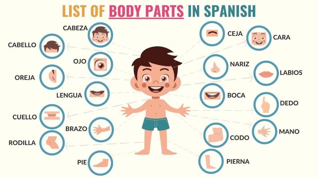 Graphic listing the most important parts of the body in Spanish